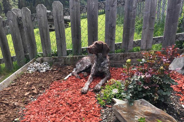 Landhaus Sankt Georg - Hunde herzlich Willkommen